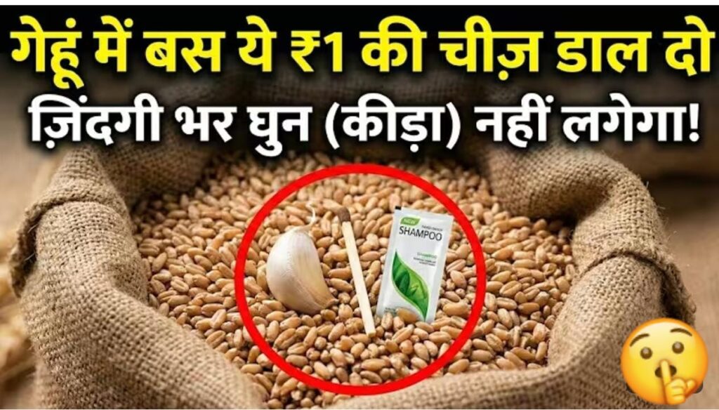 घुन और कीड़ों से गेहूं को बचाने के अचूक उपाय: 5 साल तक अनाज रहेगा सुरक्षित