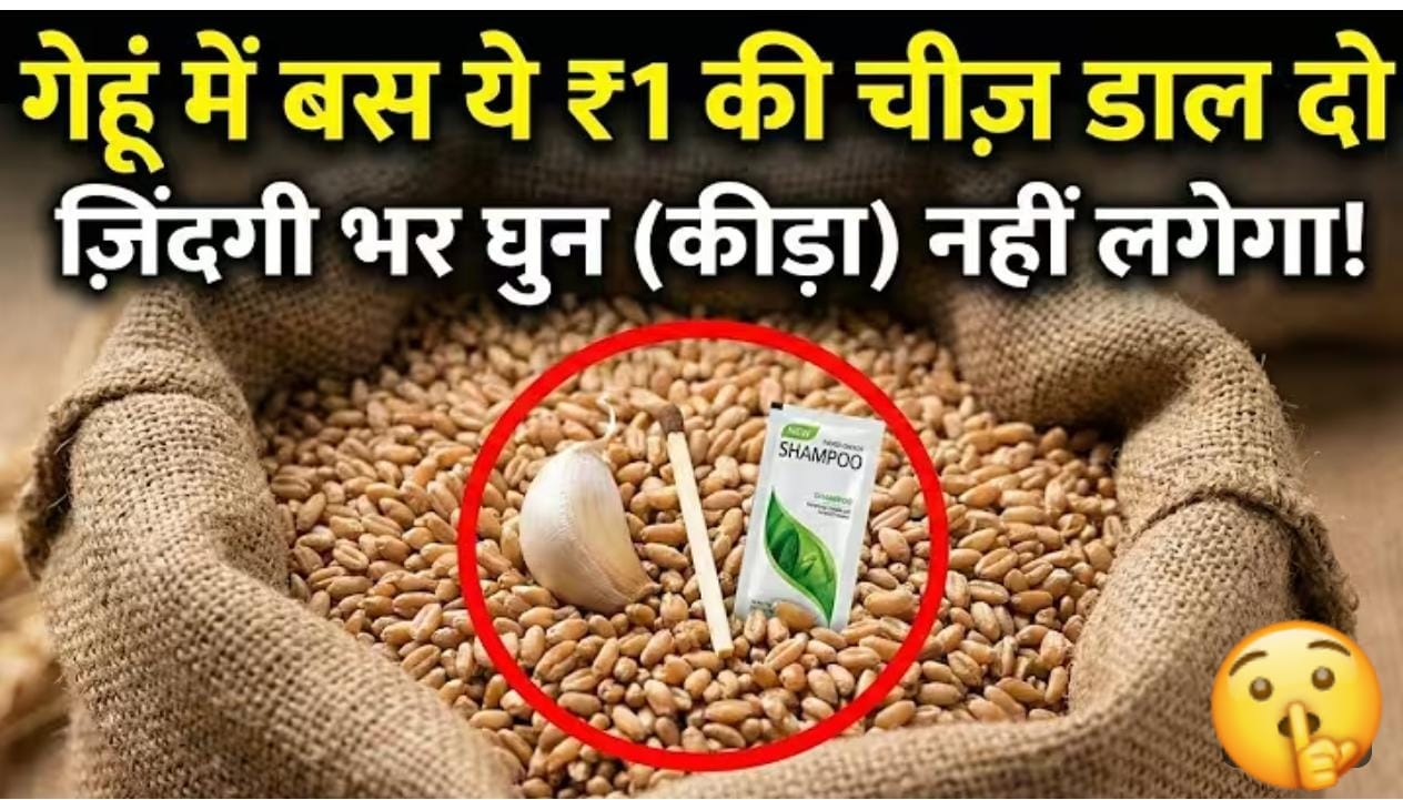 घुन और कीड़ों से गेहूं